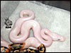 07 - Piebald Lesser Platty