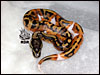 I love the pattern on this low white Pied