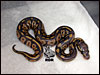 07 Hypo Black Head