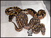 07 Hypo Black Head - RDR