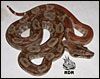 07 Hypo het Anery Type II Central America Boa