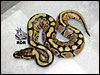 08 Het Clown female......very pretty!!