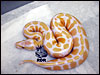 08 Lavender Albino 66% poss het Dreamsicle