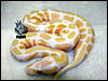 08 Lavender Albino 66% poss het Dreamsicle