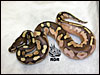 08 "Calico/Lesser"