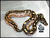 08 "Calico/Lesser"