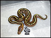 08 Stripe 66% poss het Albino