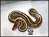 08 Stripe 66% poss het Albino