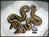 08 Stripes 66% poss het Albino