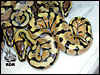 08 Enchi Pastel het Clown