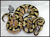 08 Enchi Pastel het Clown