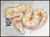 08 Lavender Albino 66% poss het for DREAM