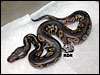 08 Hypo Super Black Head