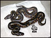 08 Hypo Super Black Head with Super Black Head