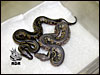 08 Hypo Super Black Head with Super Black Head