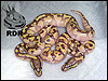 09 Enchi Lessers