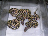 09 Pastels 66% poss het for Lavender Albino