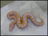 09 Albino 66% poss het Stripe