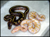 09 stripe poss het albino and albino poss het stripe ( both females )