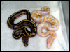 09 stripe poss het albino and albino poss het stripe ( both females )