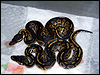 2010 Black Heads post shed