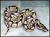 2010 Spider Lesser