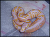 2010 Pastel Lavender Albino