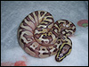 2010 Enchi Lesser