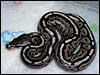 2010 Red Axanthic Brown Back