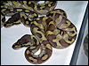 2010 Enchi Lesser