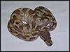 2010 Enchi Lesser