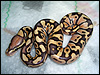 2010 Caramel Albino
