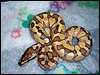 2010 Enchi Lesser