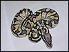 2010 Blonde Lesser