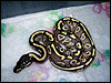 2010 Mojave 50% Poss Het Platty