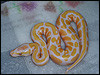 2010 Lavender Albino PH Dream female