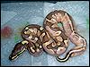 2010 Calico Lesser