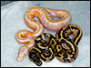 2010 low white Piebald 66% ph Dream and a low white Dreamsicle