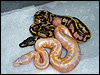 2010 low white Piebald 66% ph Dream and a low white Dreamsicle