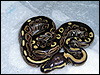 2010 Het Lavender Albino Black Back