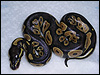 2010 clutch # 19 - 0.1 Black Head het Albino