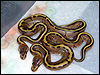 2010 Stripes 66% poss het Albino