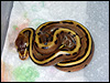 2010 Stripe 66% poss het Albino