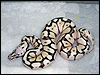 2010 Pastel Spider Het Red Axanthic