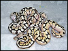 2010 Pastel Spider Het Red Axanthic ( top ) 2010 Bumble Bee ( bottom )