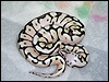 2010 Pastel Spider Het Red Axanthic