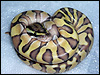 2010 Enchi Lesser