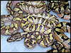 2010 Enchi Lesser