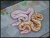 2010 VPI Snow and a 2010 Albino poss het VPI Snow