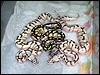 2010 Bumble Bee Lessers with Pastel Lesser in center